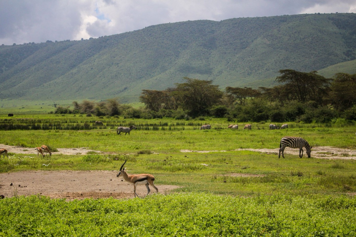 Wildlife in Serengeti