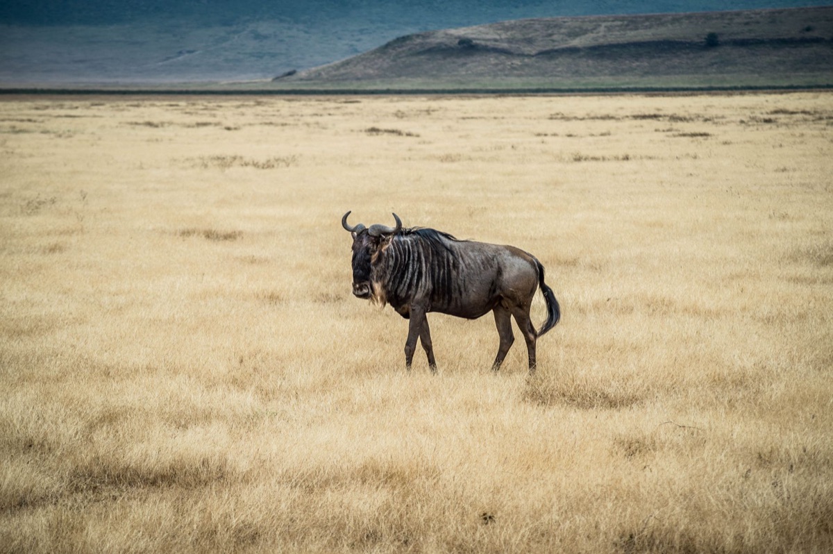 Segno d'ingresso del parco nazionale di Tanzania