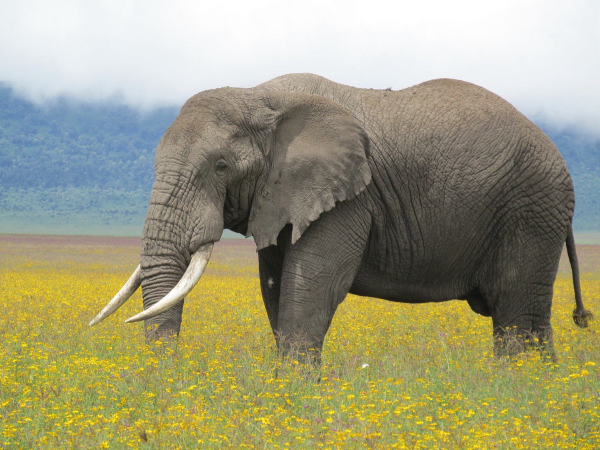 Wildlife nel savana di Tanzania