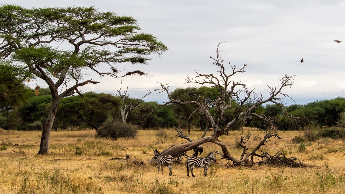 Wildlife safari in Tanzania