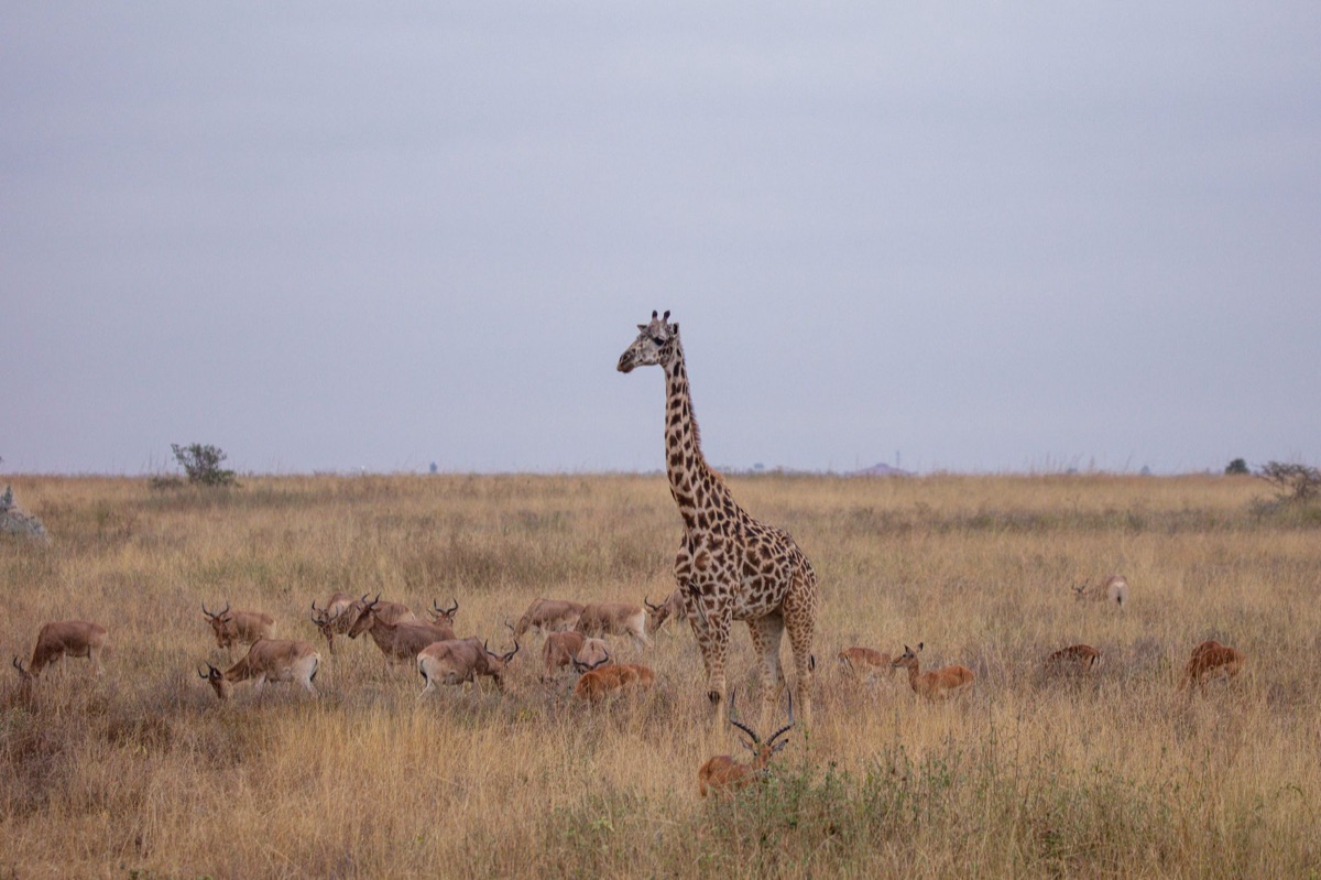 savannah at dawn in serengeti