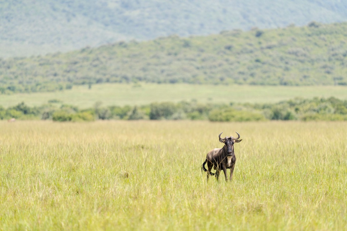 wildlife in serengeti national park