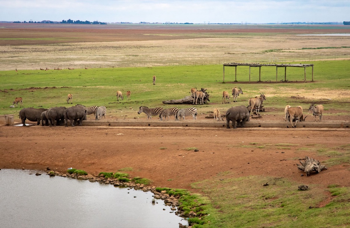 Savannah mit Elefanten und Zebra