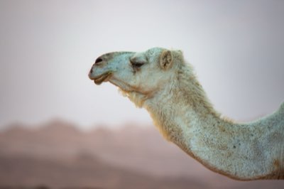 East Africa Safari & Morocco: 14-Day Journey Awaits