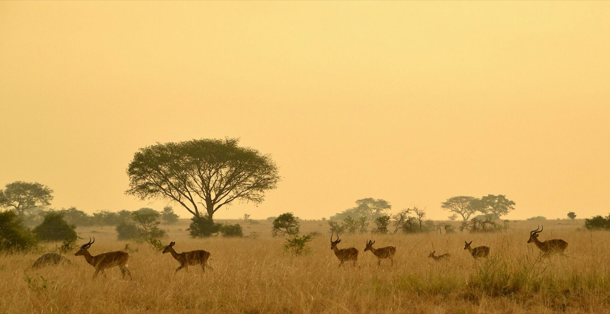 soleil levé sur la savane