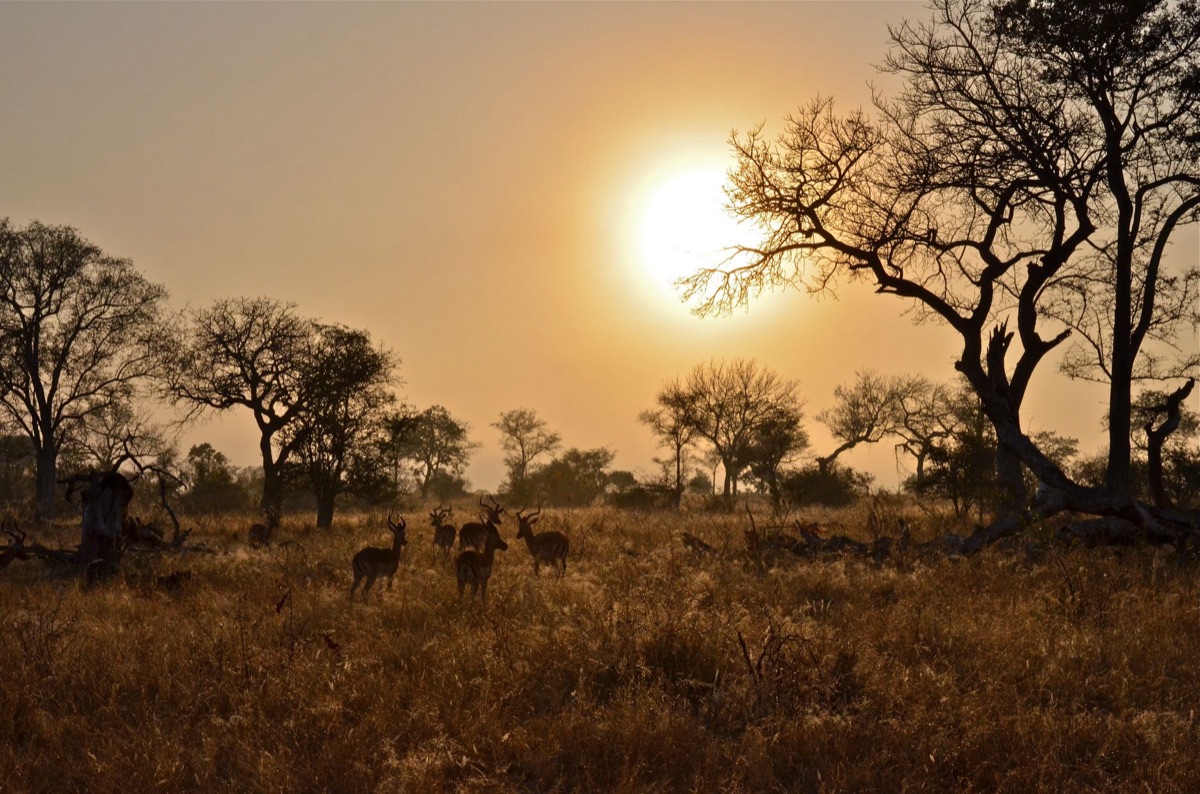 Il crepuscolo sulle savane africane