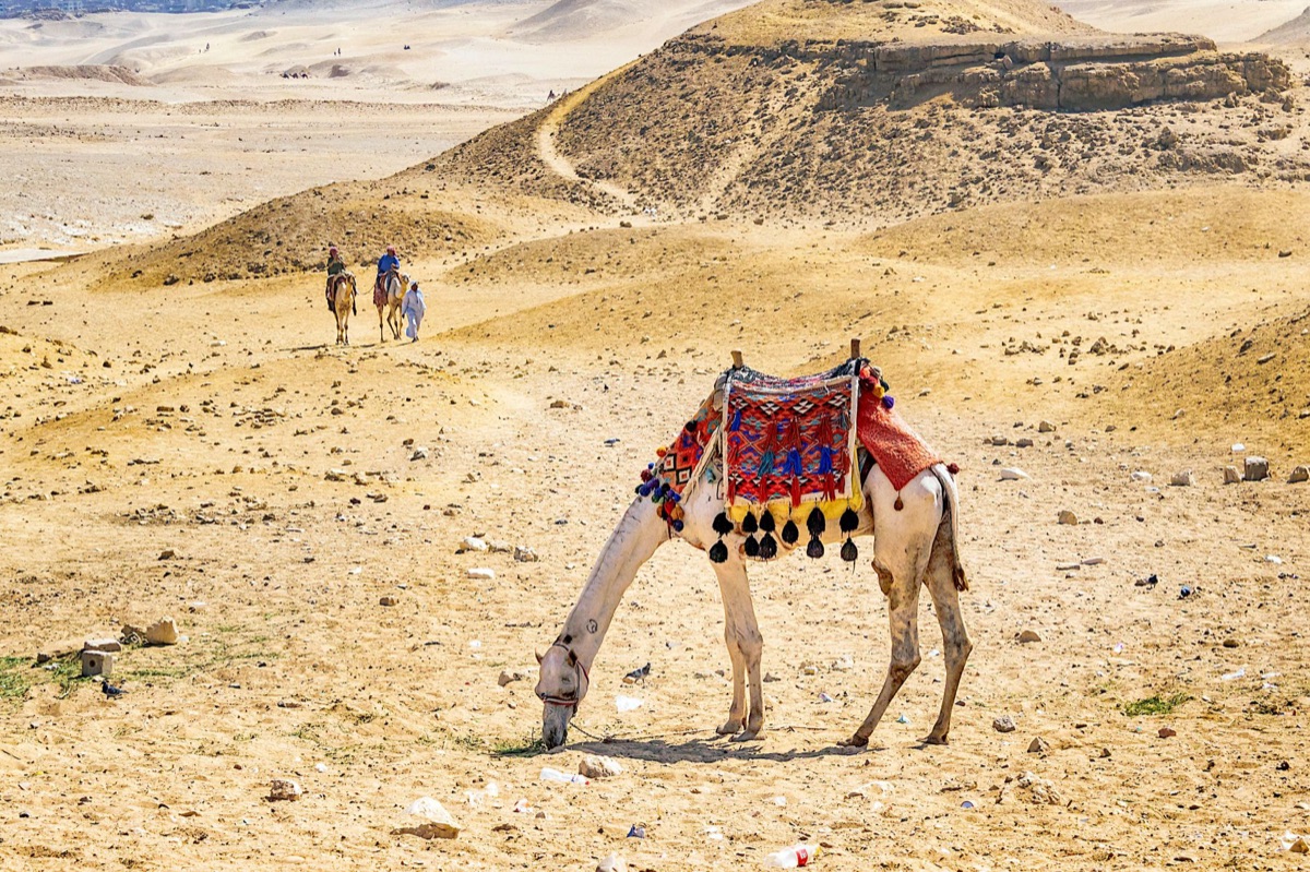 Camel in desert