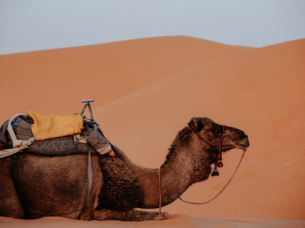 camelo no deserto