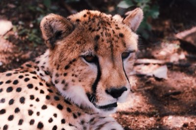 Gepard-Safari: Die Jagd nach dem seltenen Raubtier in Afrika