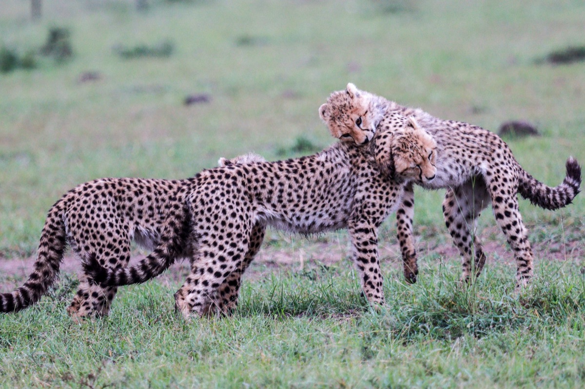 Cheetah in savannah
