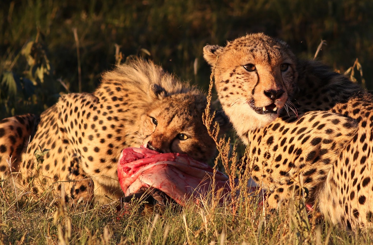 Cheetah hunting