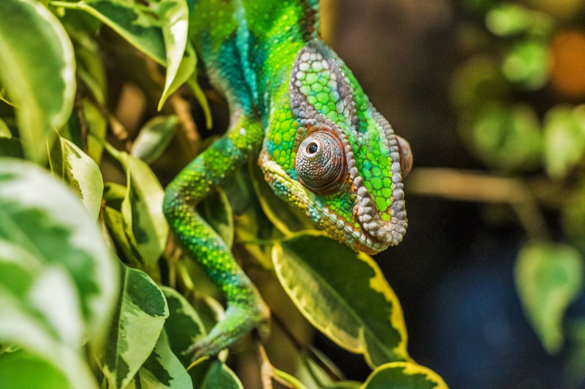 chameleon in savanna landscape