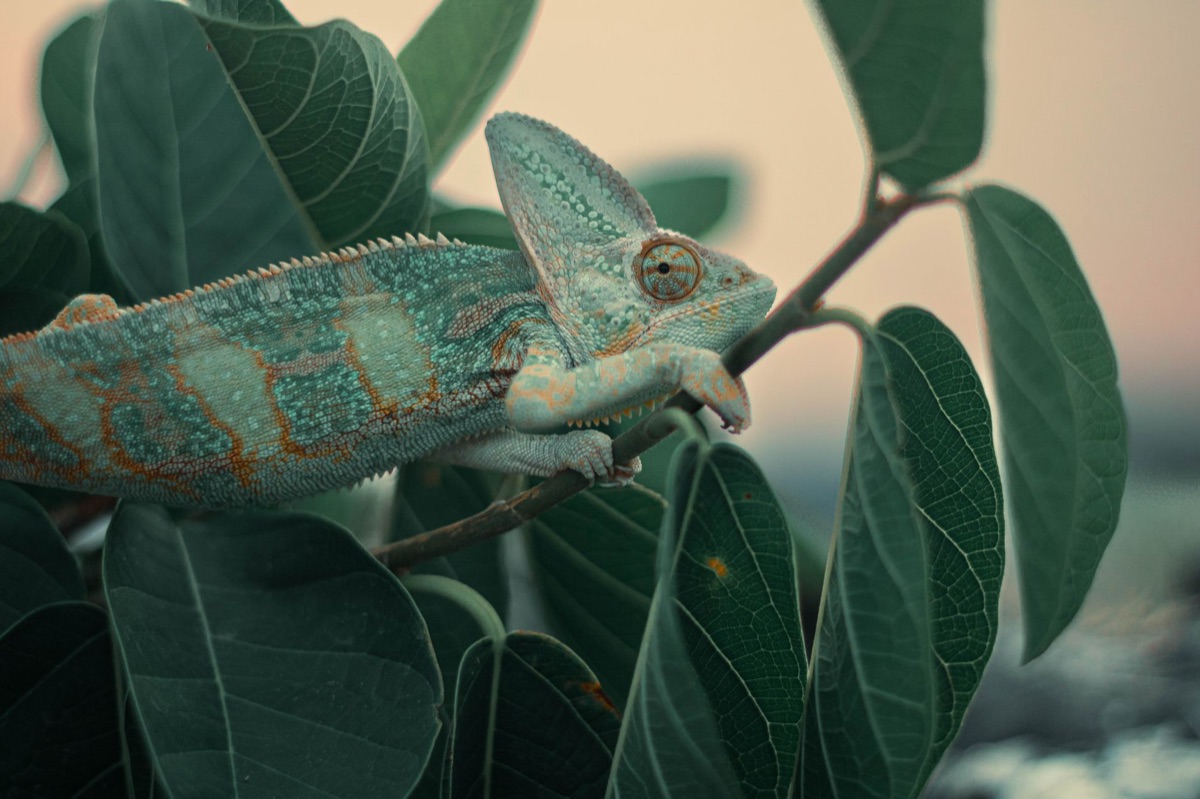 chameleon at sunset