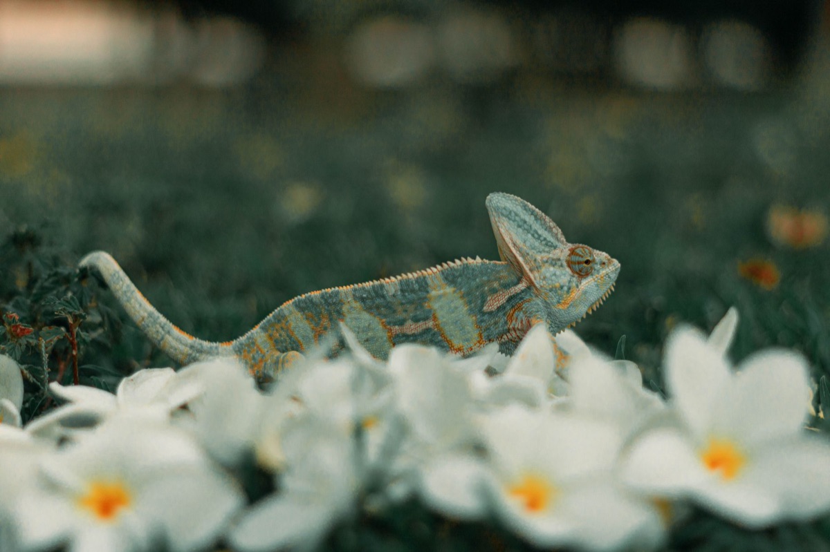 lagarto en savana