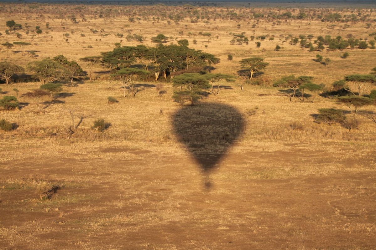 savana africana