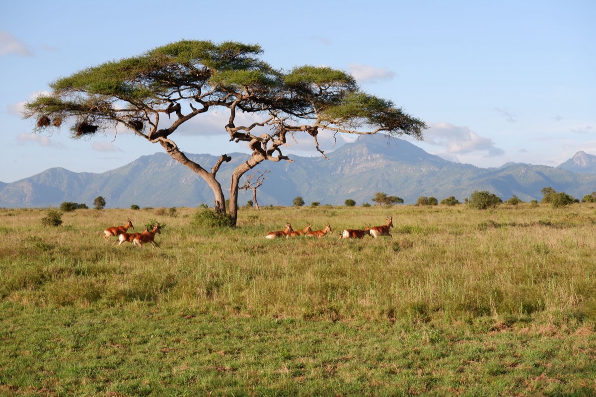 Albero acaco in savanna