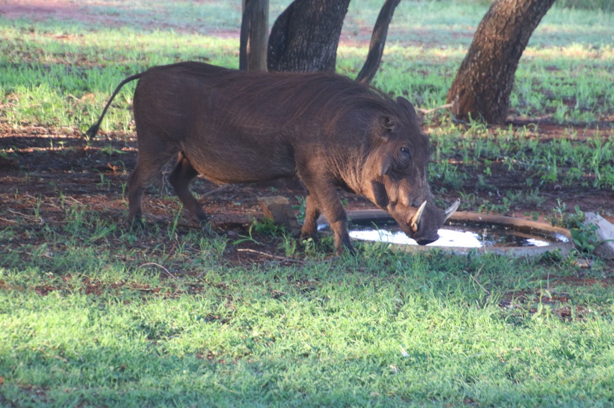 Sito di vita selvatica in africa