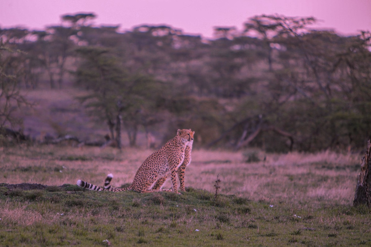 Cheetah op de savanna