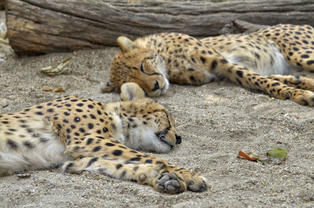 Kaart van cheetahs habitat