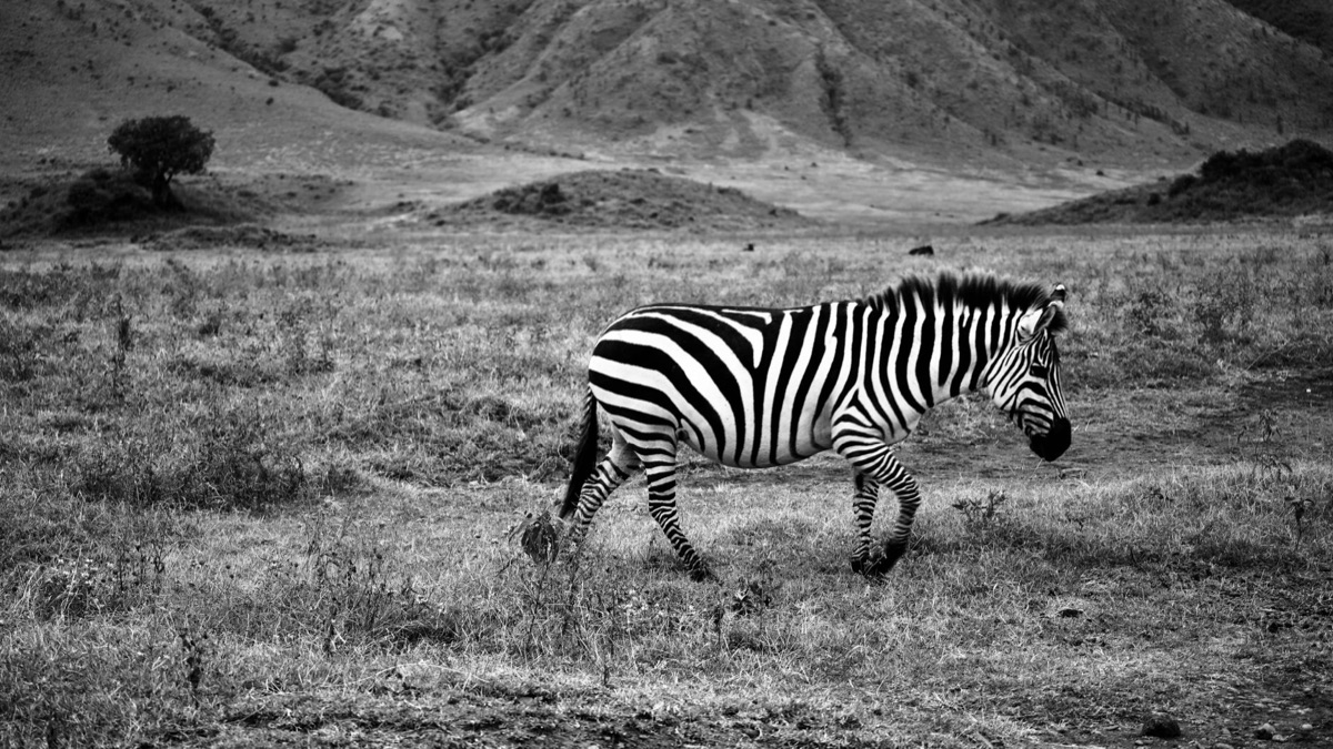 savana com zebra