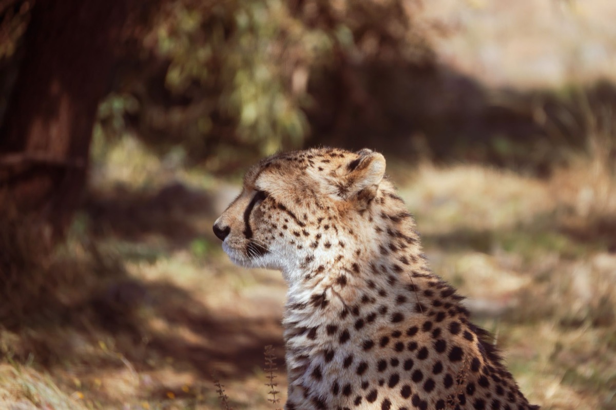 gato selvagem na africa