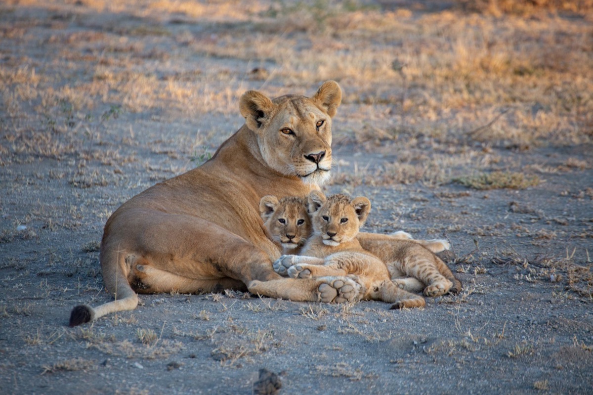 Tanzanian Wildlife Reserve with Elephants and Lions