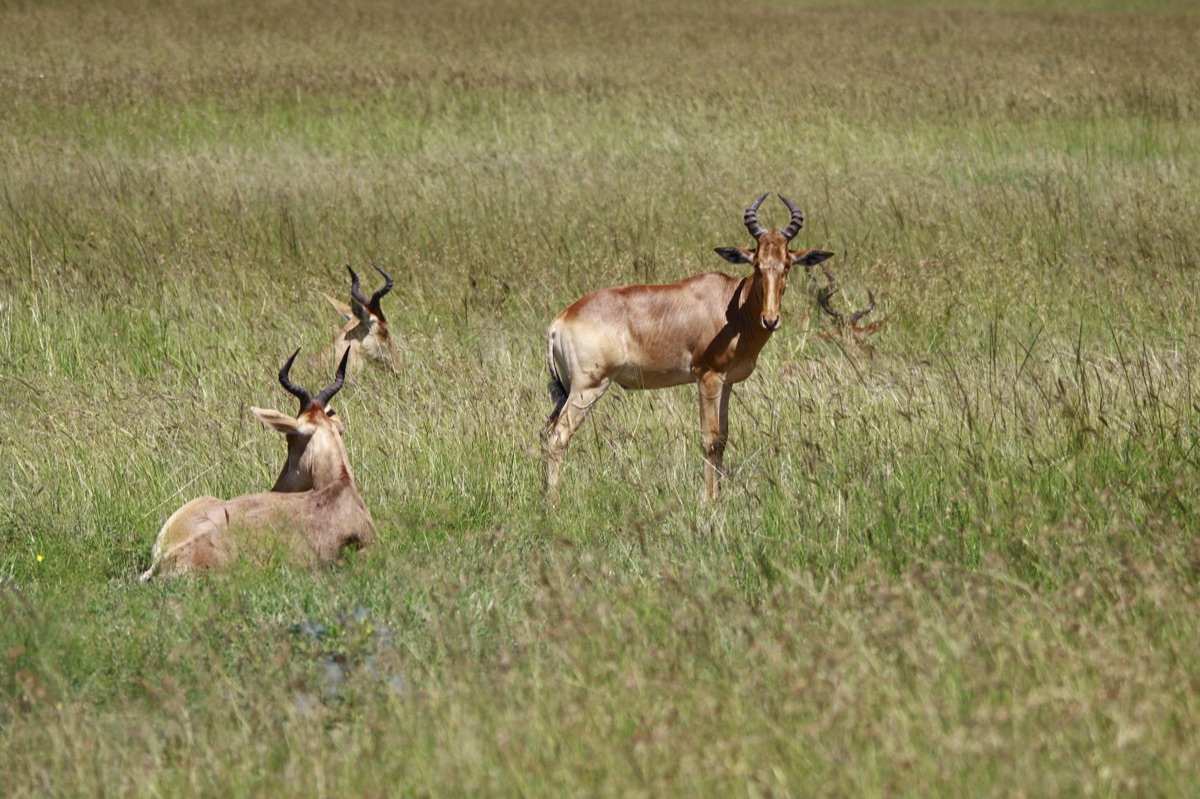 Kenyan wildlife sanctuary with elephants and zebras