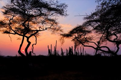 Safari África: 10 días en Masai Mara o 3 semanas en Serengueti
