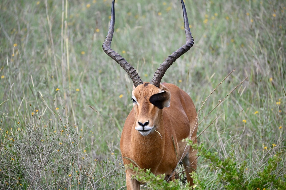 Wildlife safari in kenya