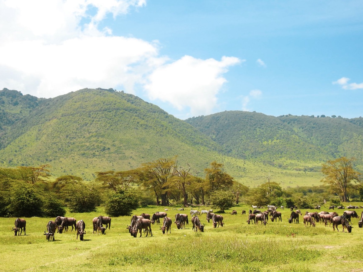 National parks in tanzania