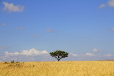 Masai Mara vs Serengeti : 2 destinations pour votre rêve africain