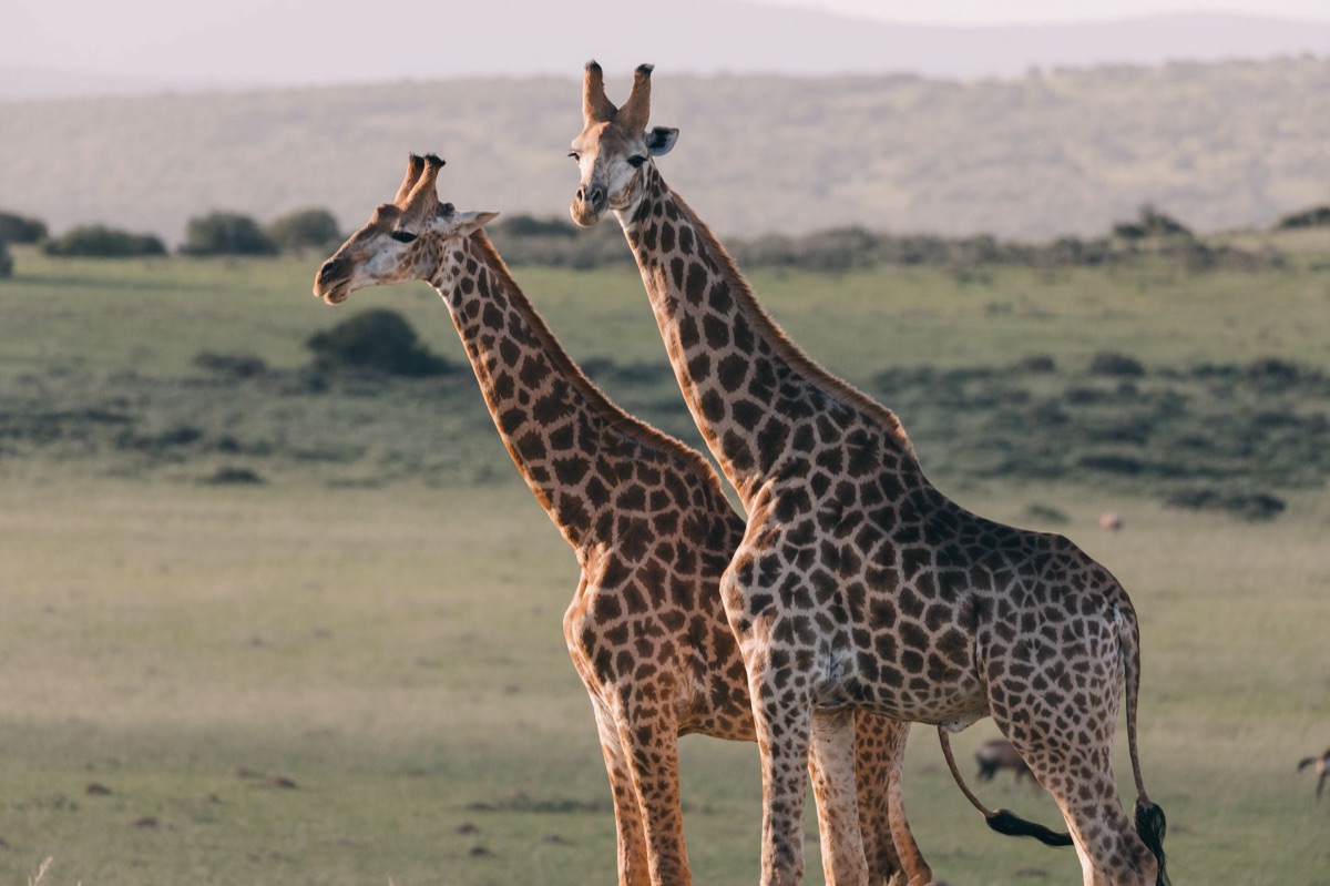 Kenya wildlife sanctuary