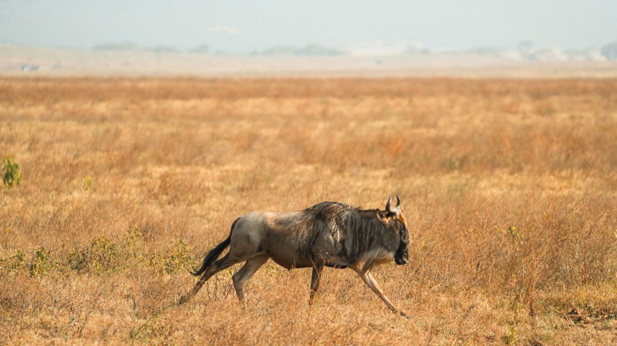 Tanzania savanna at sunset