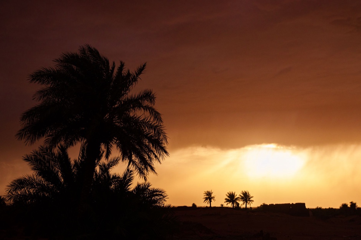 Oásis no deserto de sahara.