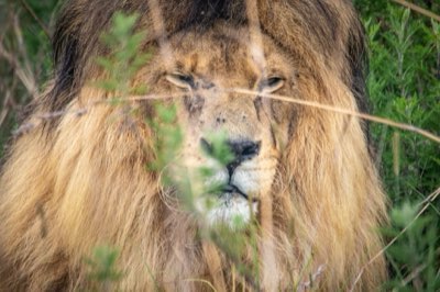 Afrika Wildnis: Big Five – Wo und wann die Begegnung gelingt