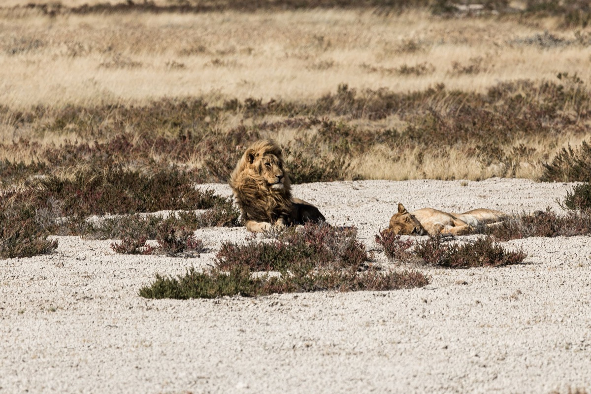 Lion in savanna