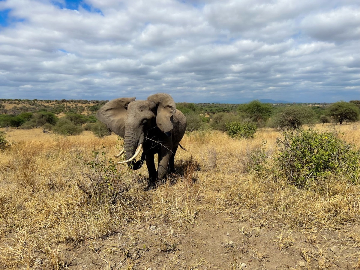Elephant in africa