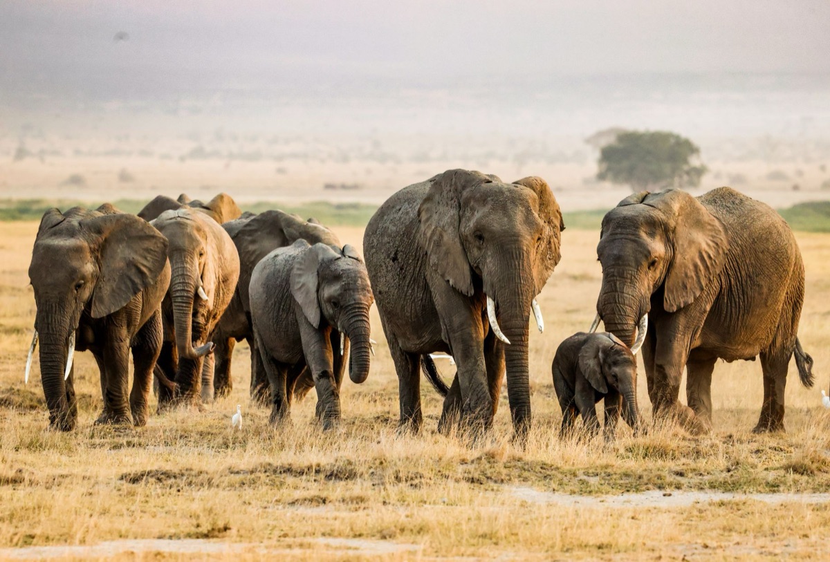 Elephant herd in African savannah