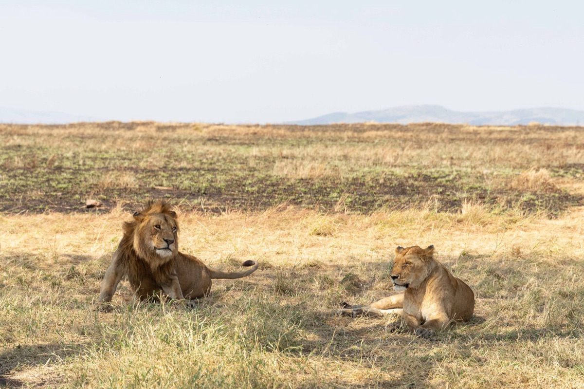 Lion in African savannah