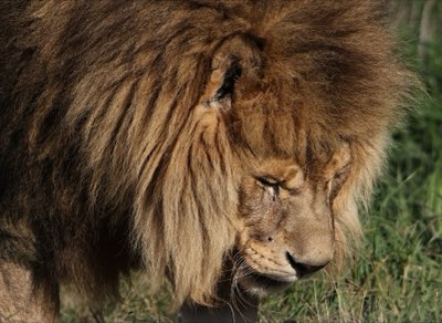 Big Five: Guía experta para avistar la vida salvaje africana