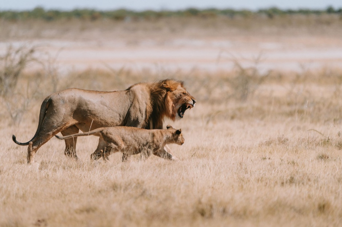 jauría de león en savana