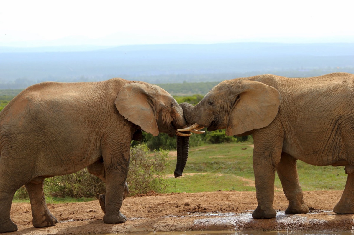 elefante en africa