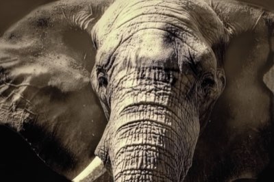 Safari Afrique : Maîtriser les habitats pour voir les Big Five