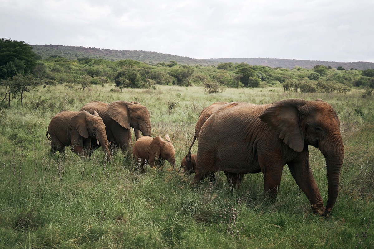 une herde d'éléphants dans un savane
