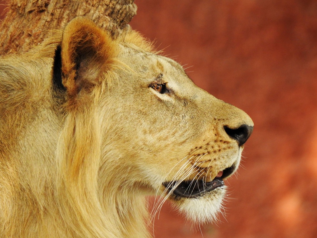 un lion dans un savane africaine