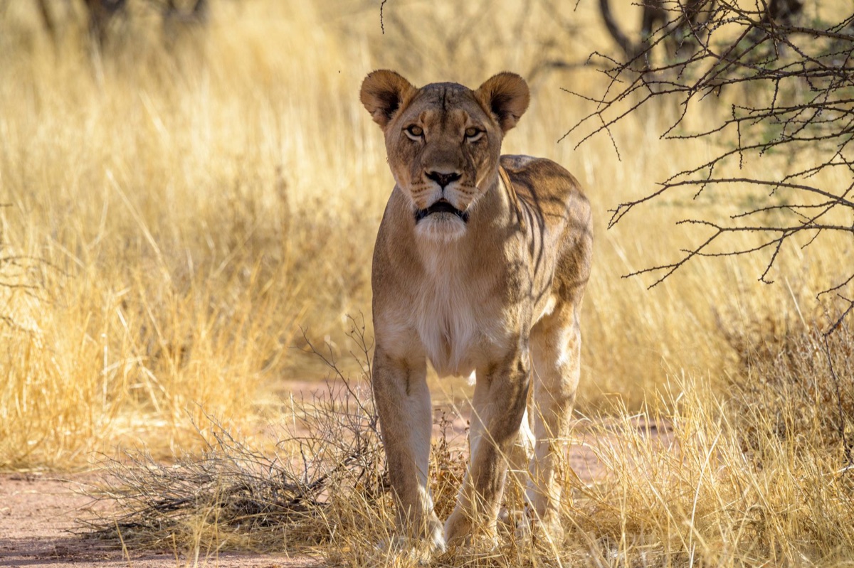 Lion in African savanna