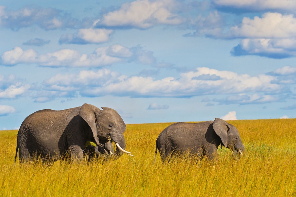 Elephant in African grassland