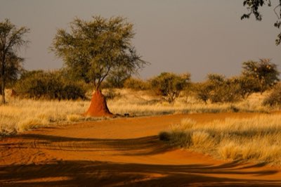Droog Seizoen: Het Ideale Moment om de Big Five te Spotten