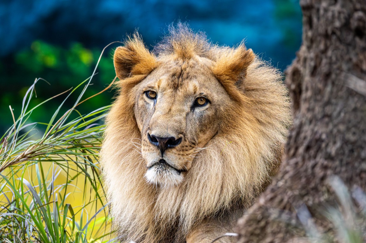 Lion in savannah