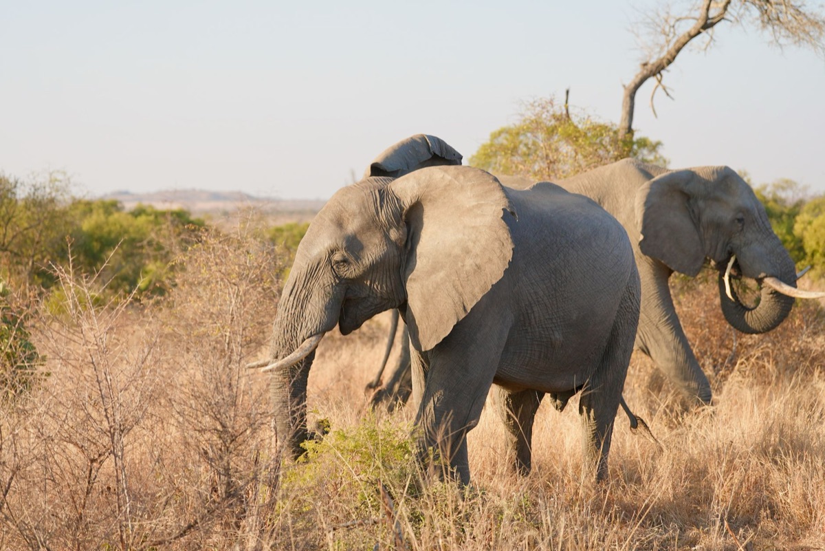 Elephant in africa